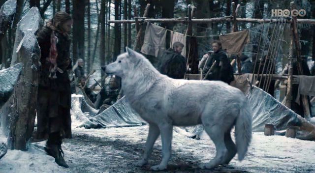 ghost-dire-wolf-game-of-thrones